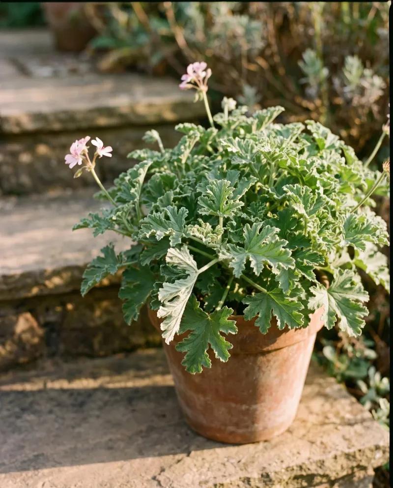Sparse Flowering