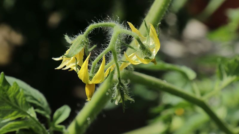 Start with the flower, not the missing tomato