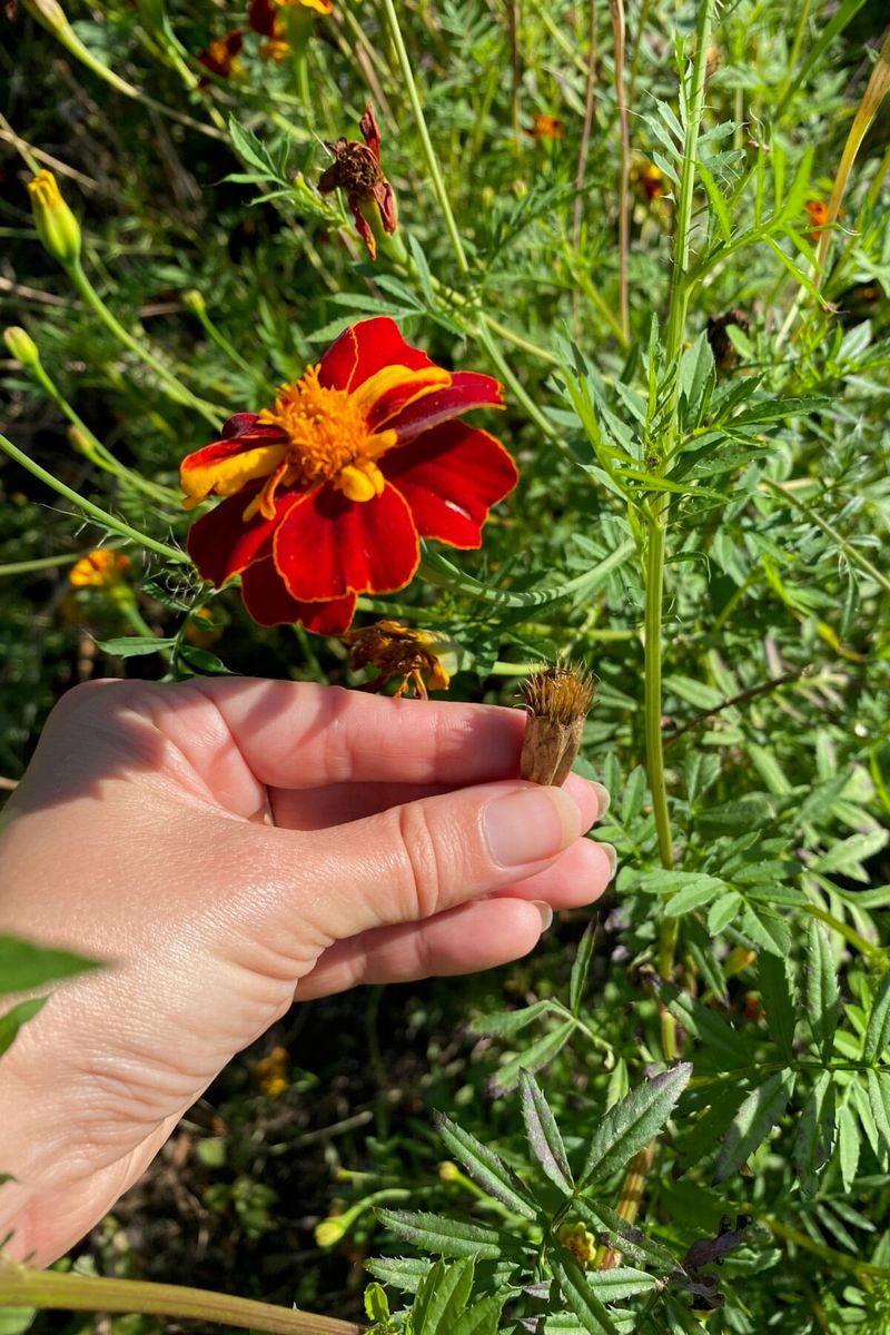Choose Tagetes plants and leave a few heads to mature