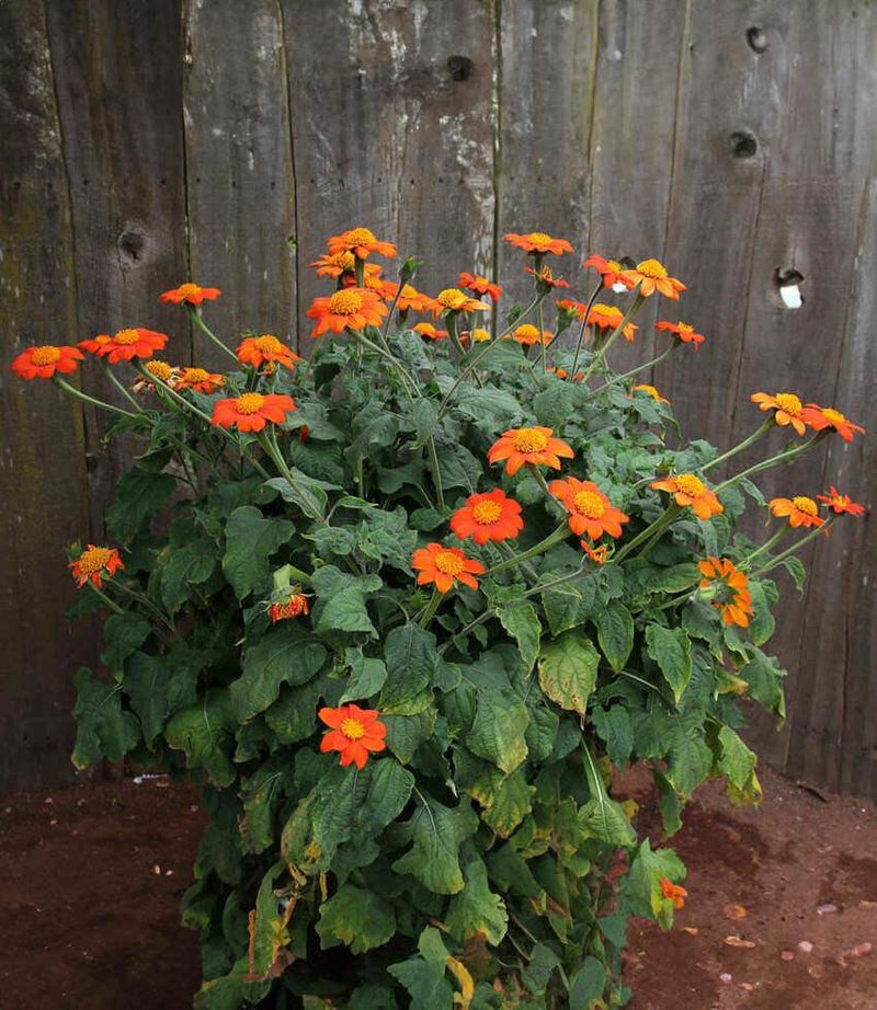 Marigold-Free Marigold Substitute Tithonia