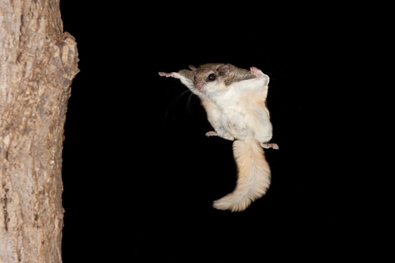A flying squirrel may be above the feeder, not in the tracks