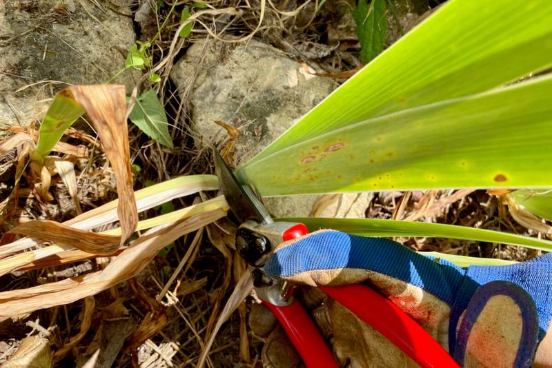 Clear Out Debris and Spent Stalks