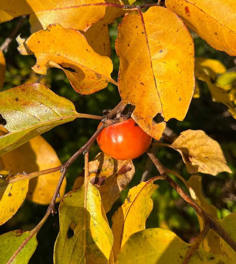 American Persimmon (Diospyros virginiana)