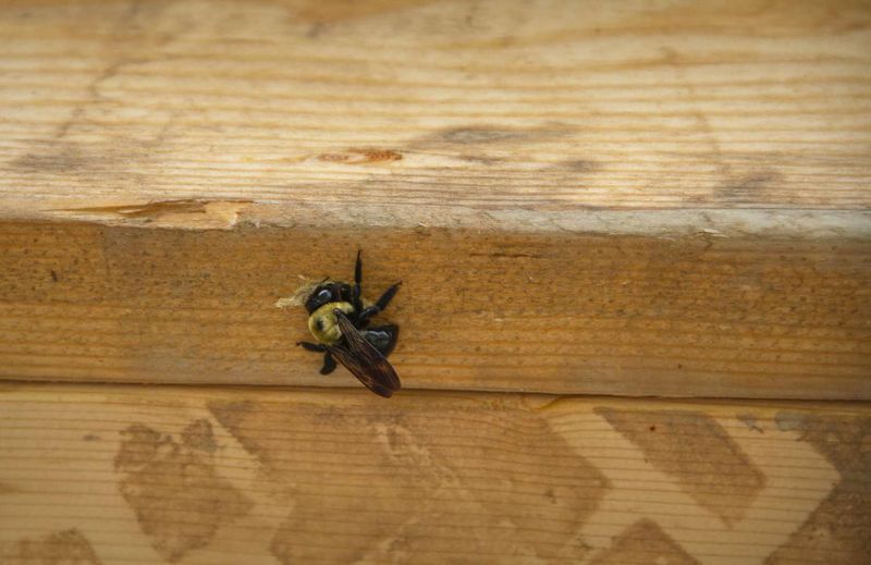 A carpenter bee is a clue, not an ecological verdict