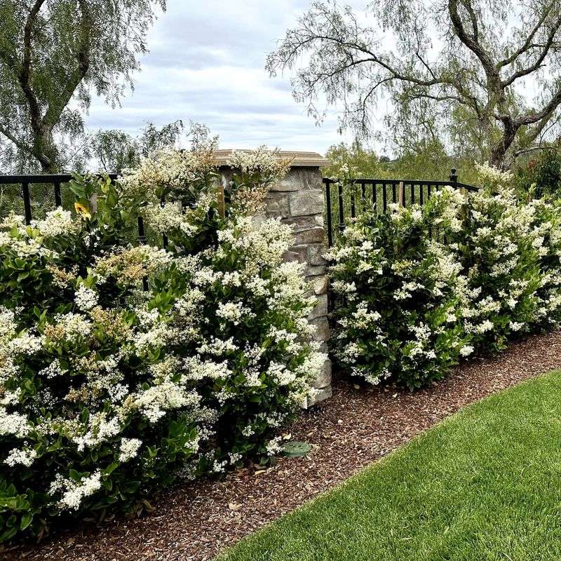 Waxleaf Privet