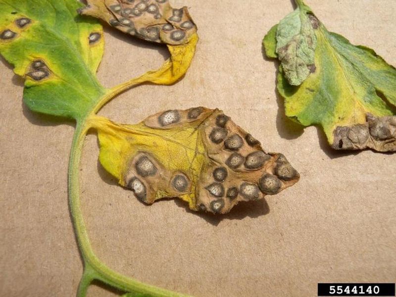 Spots signal a disease-management problem