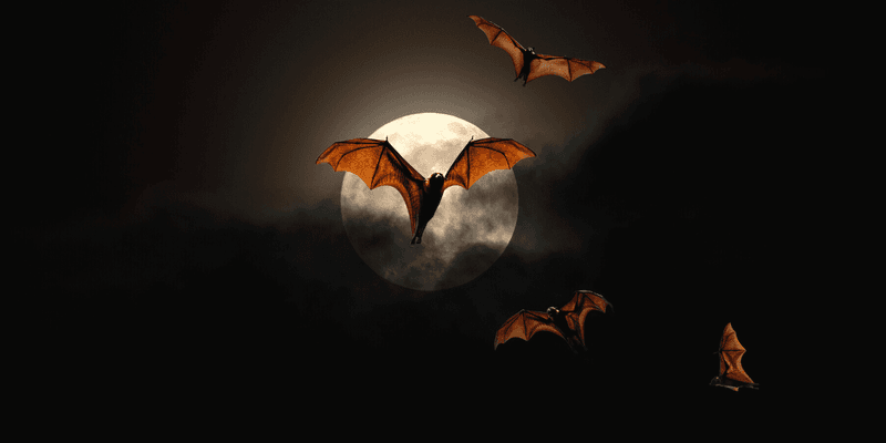 The Good-News Read Is Bat Habitat, Not a Mosquito Guarantee