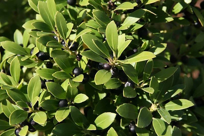 Inkberry Holly
