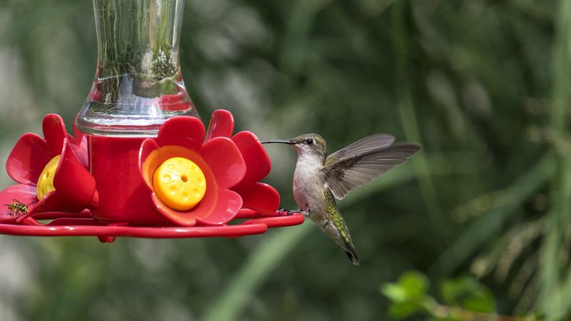 Warm Weather Nectar (5:1 or 6:1 Ratio)