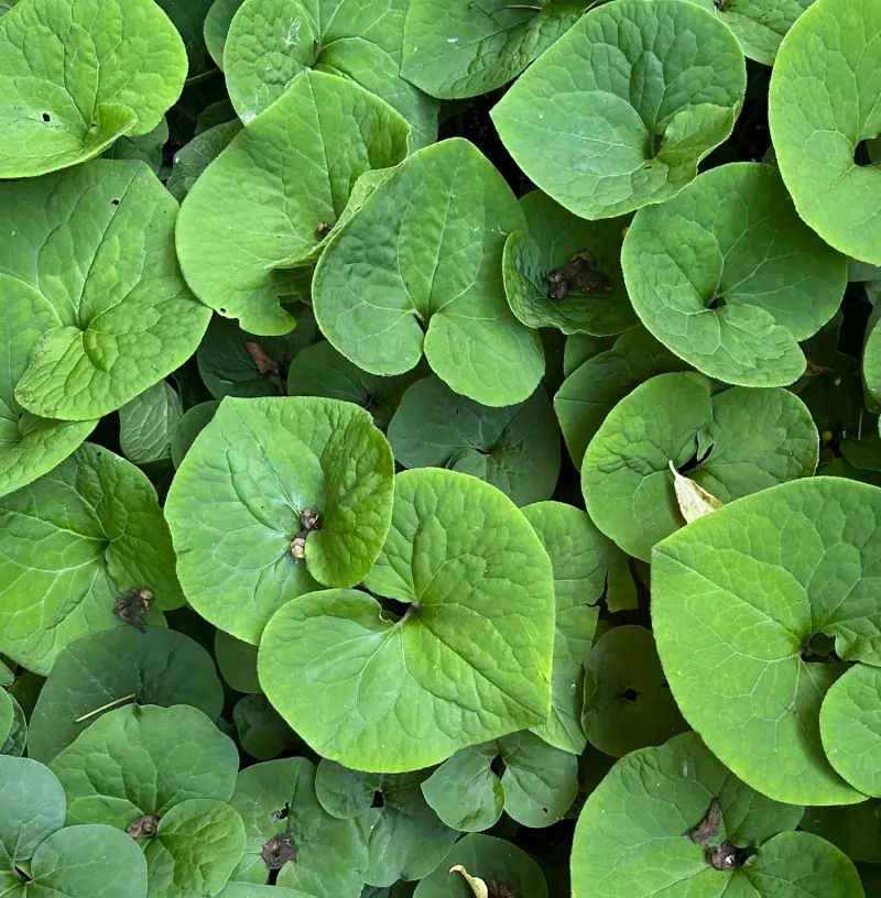 Wild Ginger (Asarum canadense)