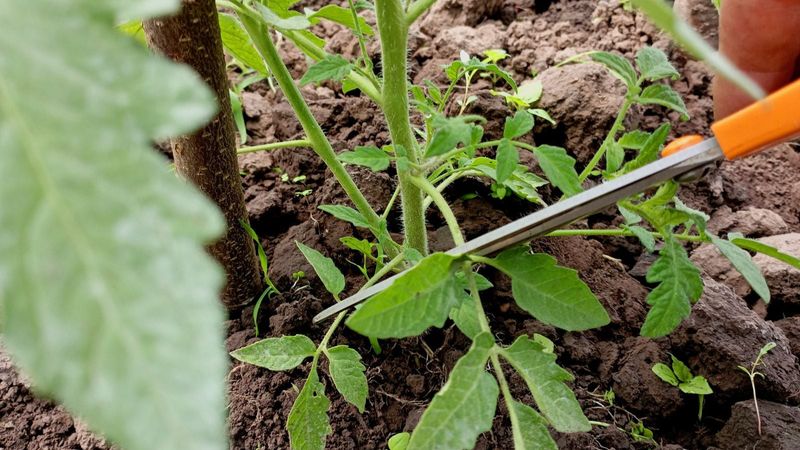Prune the Bottom Leaves to Cut Off Disease Early