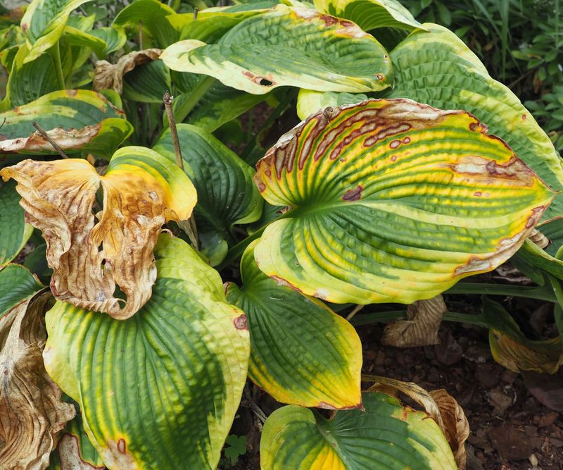 Read fading leaves before you reach for the pruners