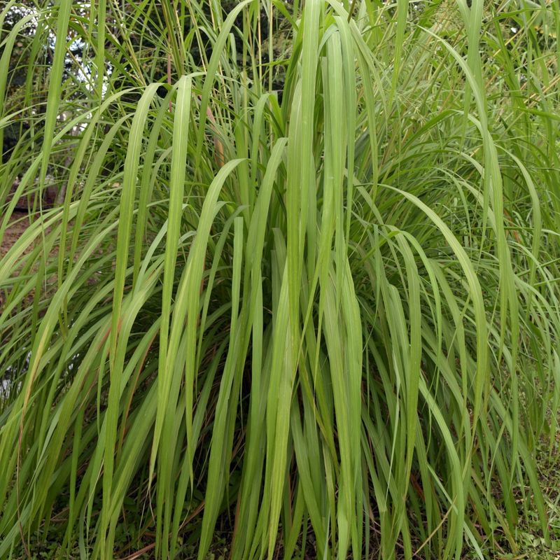 True Citronella Grass (Cymbopogon nardus or Cymbopogon winterianus)