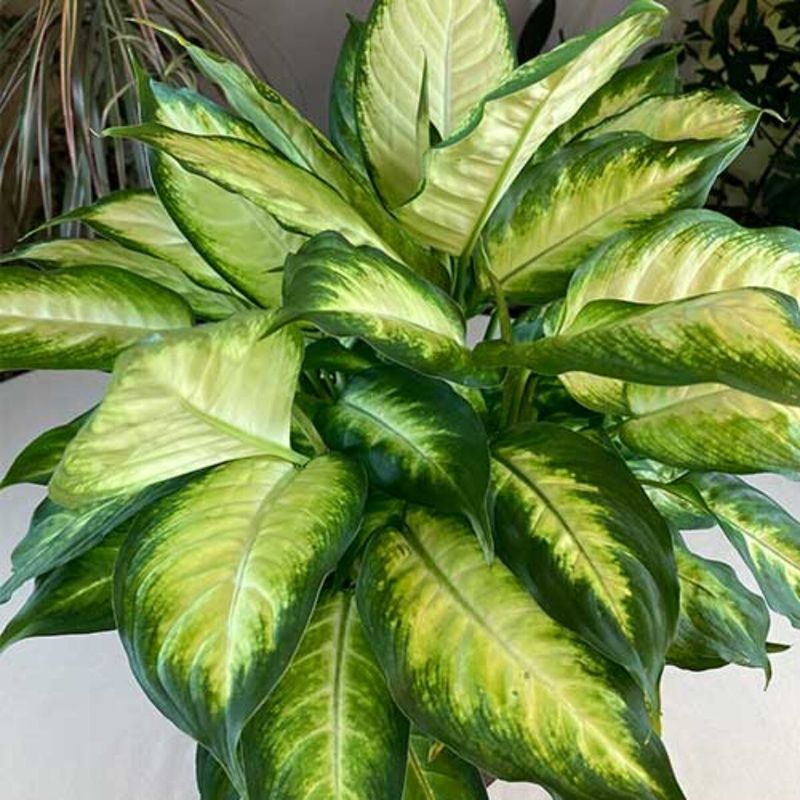 Dieffenbachia (Dumb Cane)