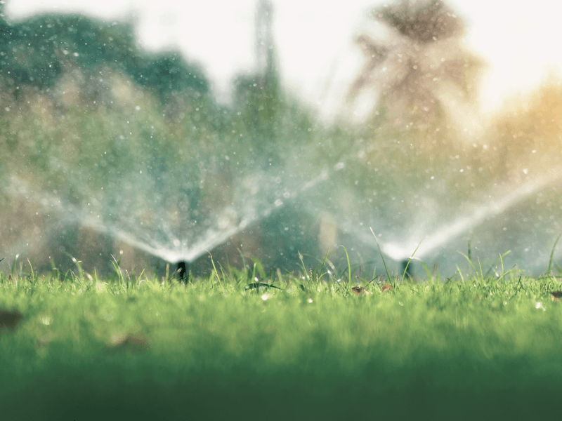 Check soil moisture and sprinkler coverage before changing the watering routine