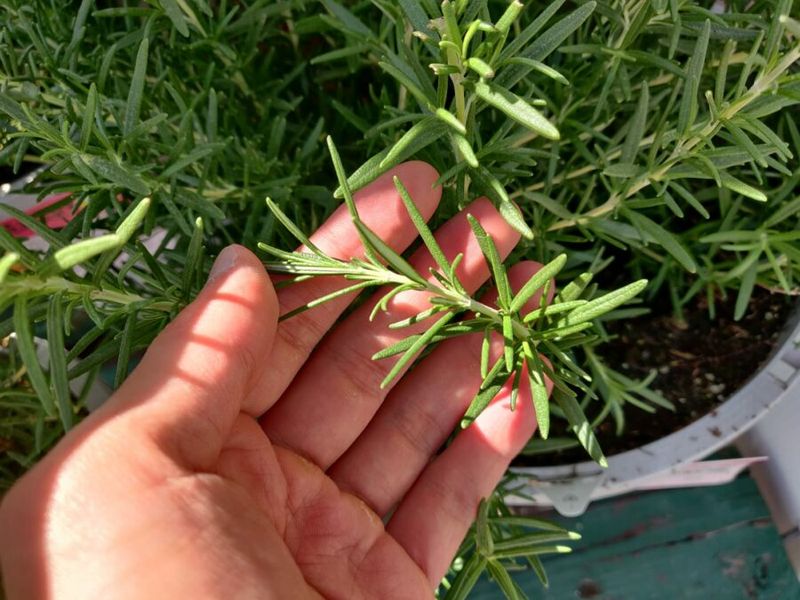 Choose several healthy, nonflowering stems