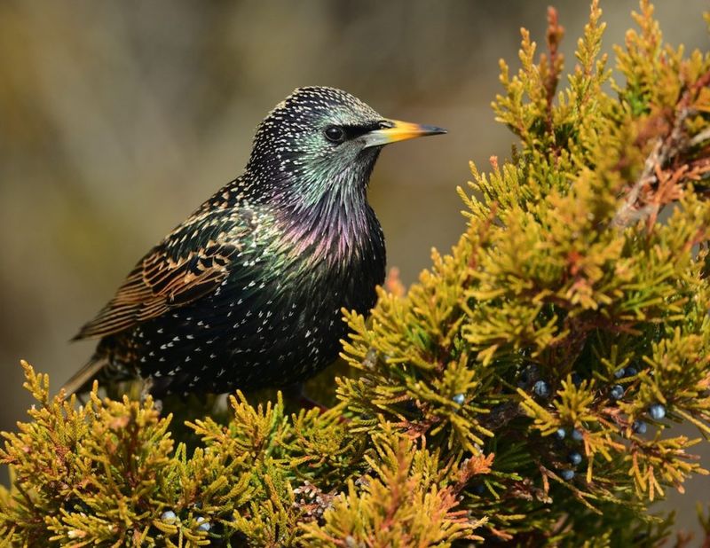 European Starlings