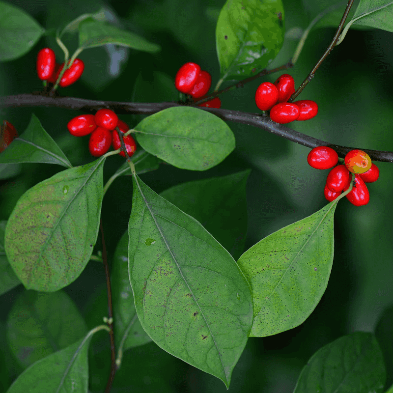Spicebush (Lindera benzoin)