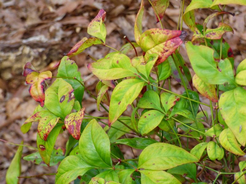 Keep healthy leaves and investigate symptoms before cutting
