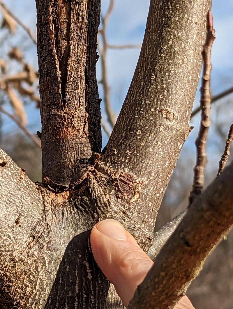 Keeping Weak, Narrow-Angled or Rubbing Branches