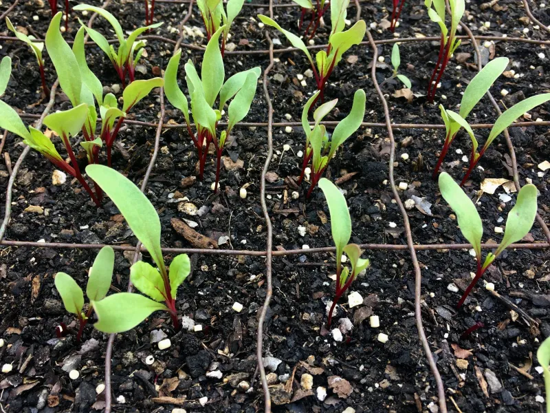Thin Seedlings Without Mercy