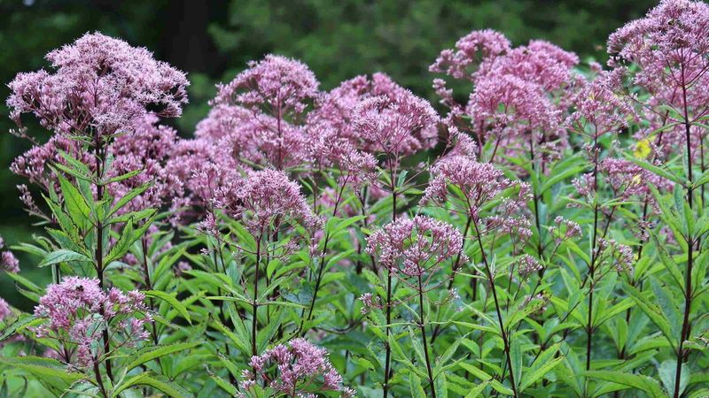 Joe Pye Weed (Eutrochium species)