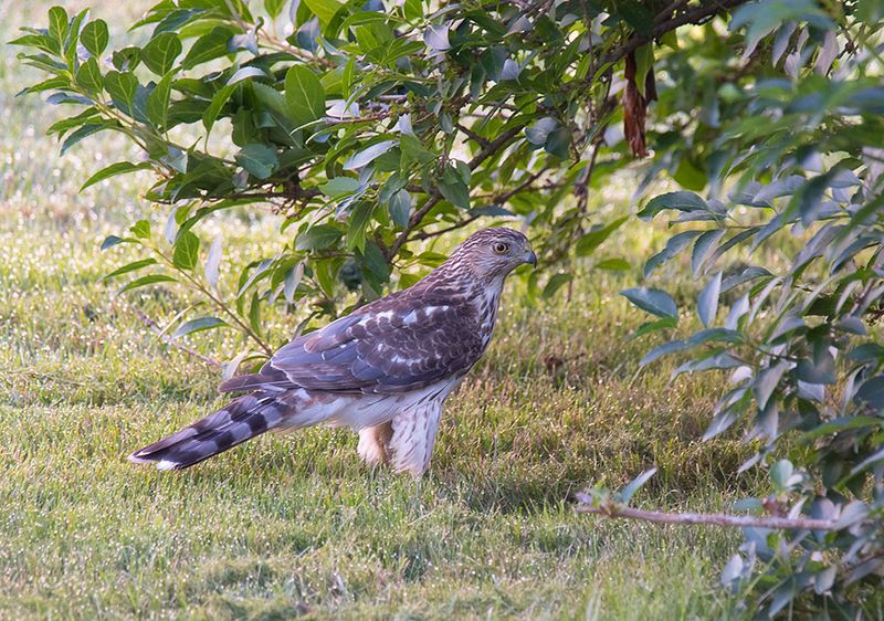 Leave the hawk alone and skip unreliable fixes
