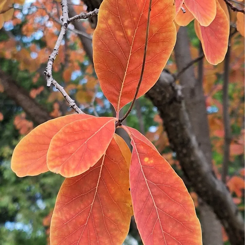 American Smoketree
