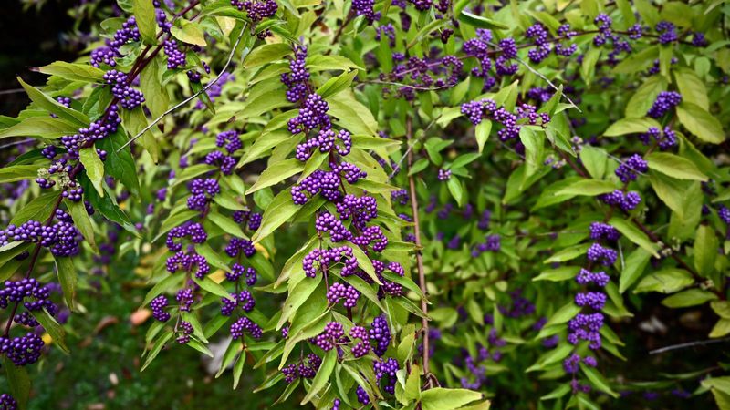 An Excellent Native Alternative to Invasive Shrubs