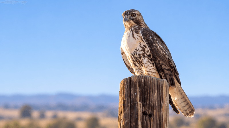 What can a perch tell you?