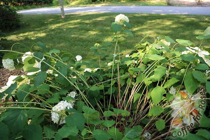 Heavy Blooms Causing Stems to Bend