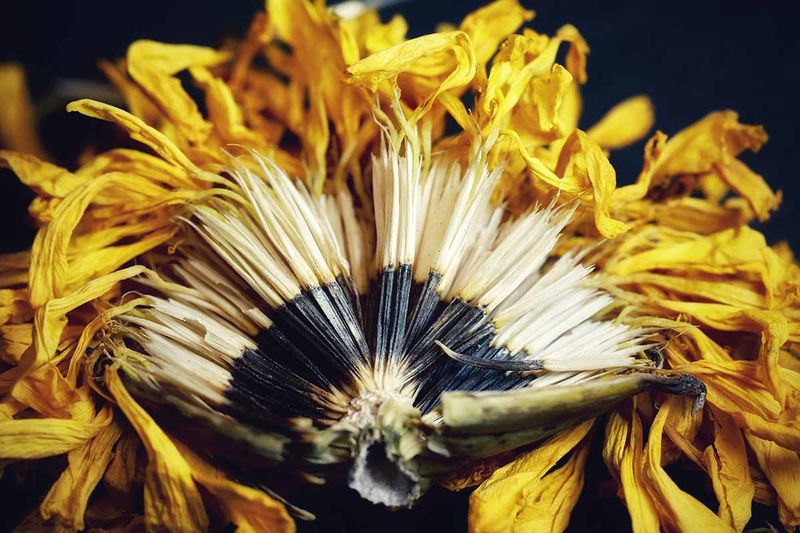 Extract the Seeds