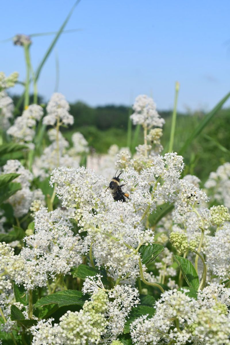 New Jersey Tea (Ceanothus americanus)