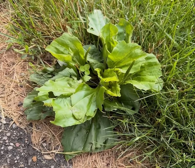 Which plantain is growing in the lawn?