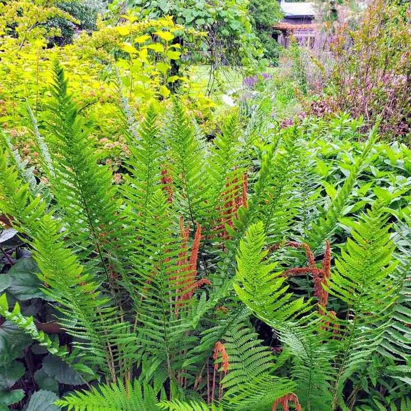 Cinnamon Fern