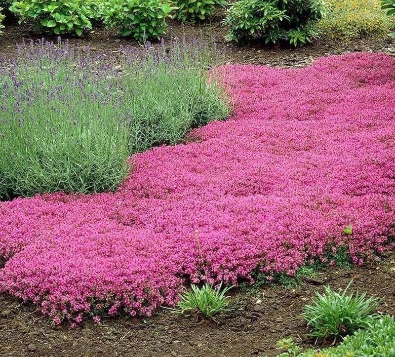 Decide whether it suits the flower bed