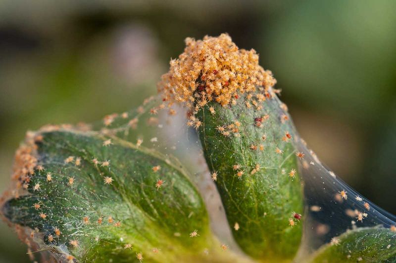 Spider Mite Infestation