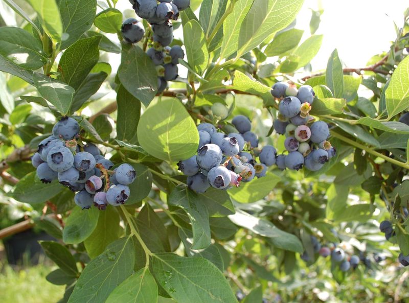 Jersey Blueberry