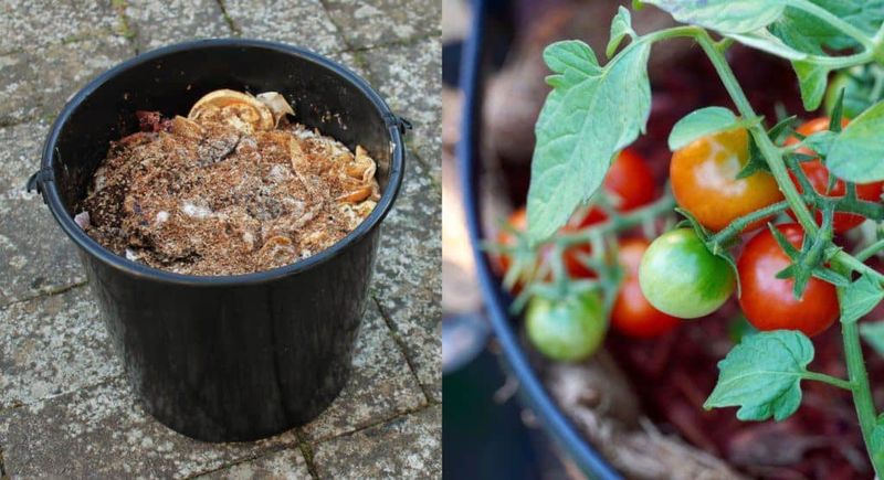 Fruit and Vegetable Scraps