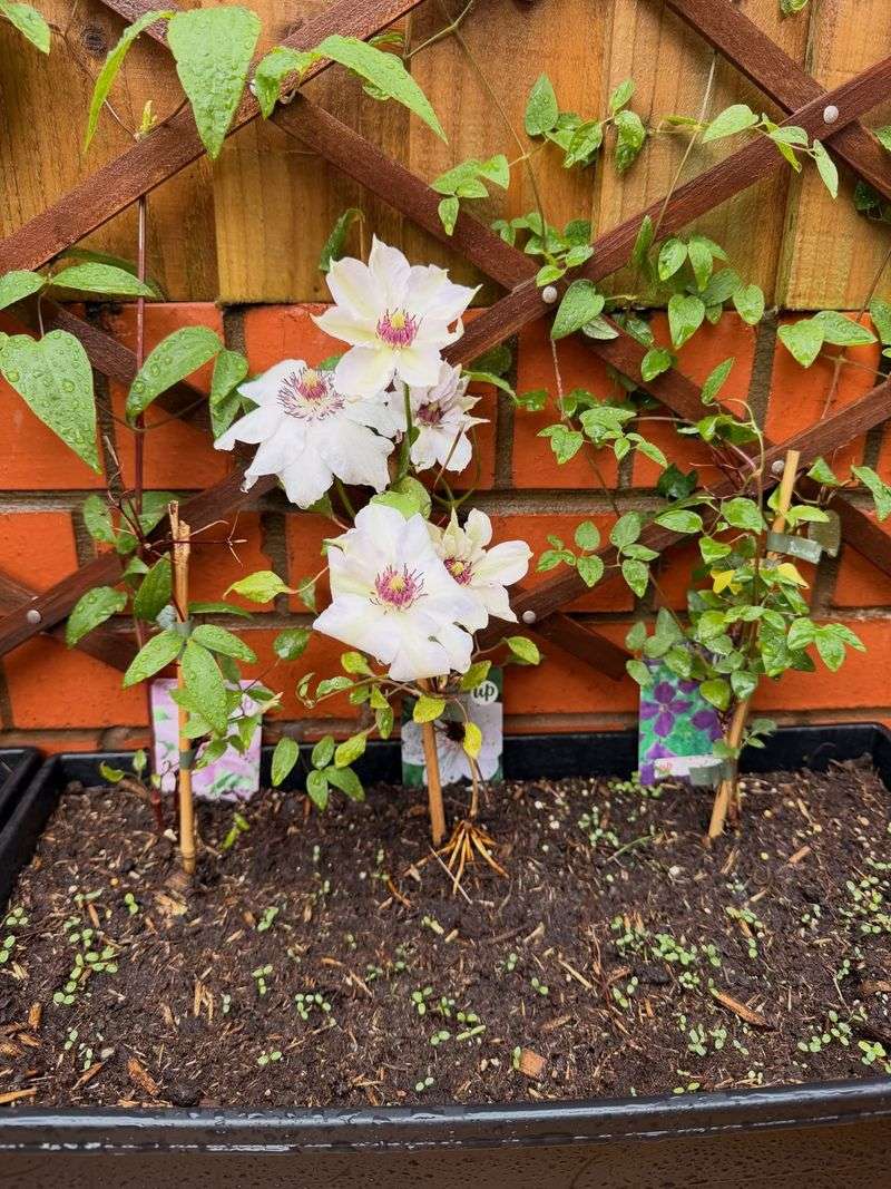 Minimal Pruning for Group 1 Clematis