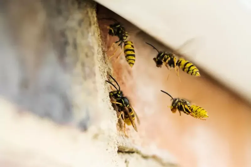 An exposed nest and a hidden nest tell different stories