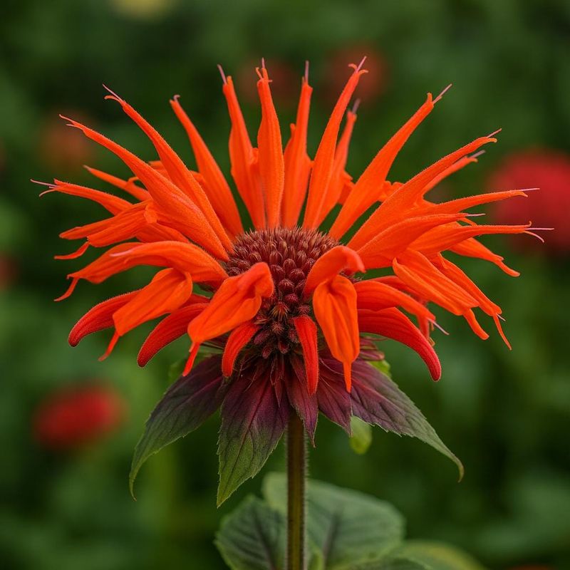 Orange Bee Balm (Monarda)