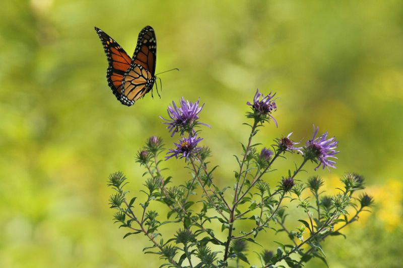 Aster nectar feeds adult butterflies, not monarch caterpillars