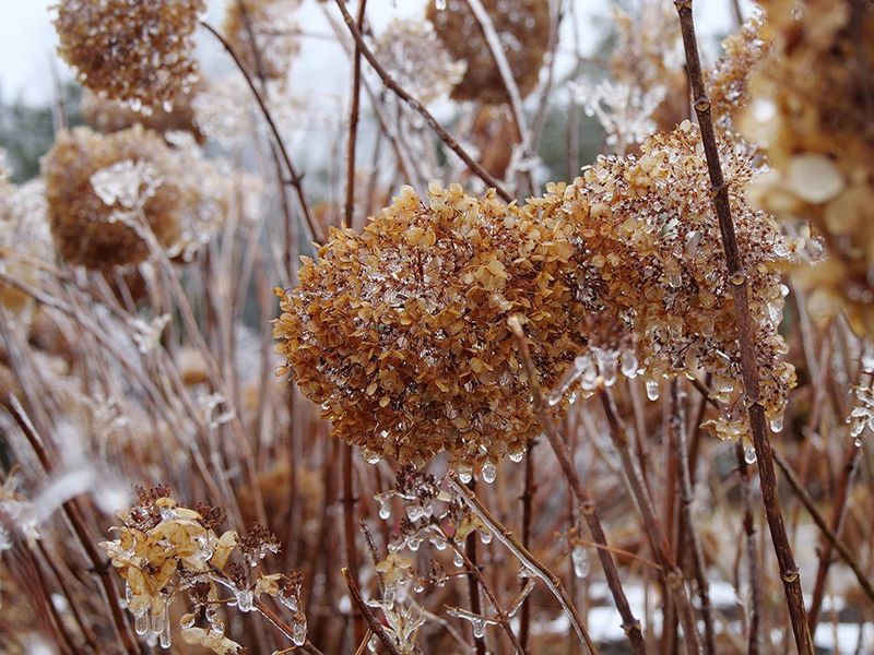 Cold Damage (Late Frost)