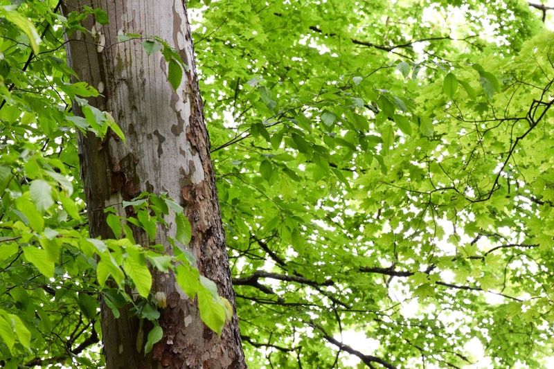 American Sycamore (Platanus occidentalis)