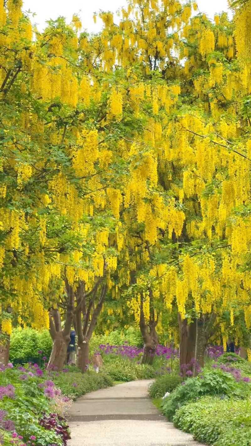 Golden Chain Tree