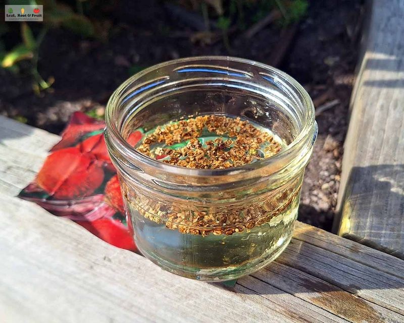Soak Seeds Overnight
