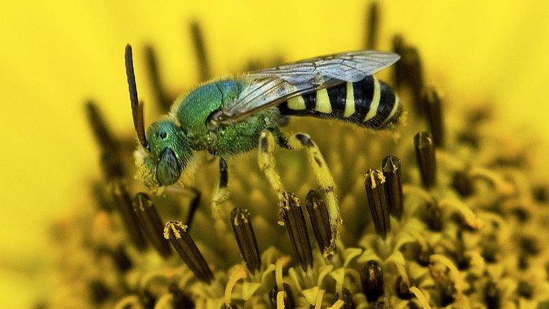 Bicolored Striped Sweat Bee