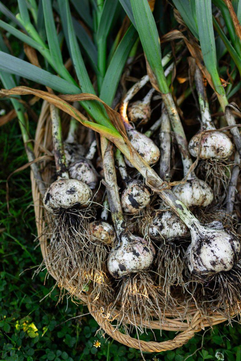 Give Garlic the Sunniest Spot You Have