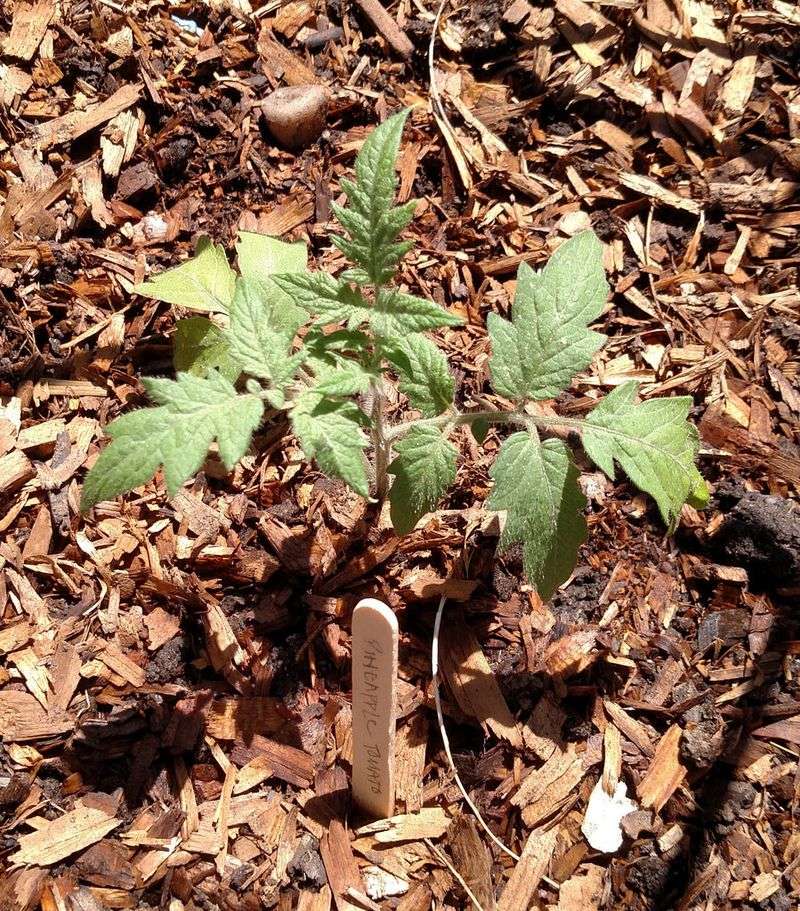 Piling Mulch Right Against The Stem